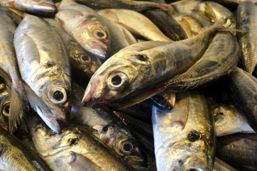 Вьетнам намерен стать мировым центром переработки рыбы